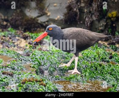 Ein schwärzer Austernfischer (Haematopus ater), der entlang der felsigen Küste auf Nahrungssuche geht. Lima, Peru, Südamerika. Stockfoto