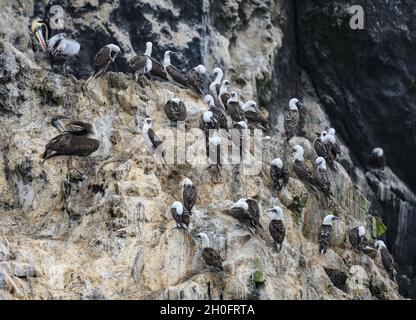 Peruanische Boobies (Sula variegata) ruhen auf dem Felsalong der Küste. Lima, Peru, Südamerika. Stockfoto