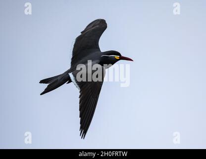 Bunte Inka-Terna (Larosterna inca) im Flug nahe der peruanischen Küste. Lima, Peru, Südamerika. Stockfoto