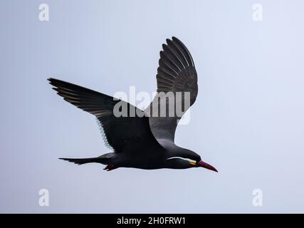 Bunte Inka-Terna (Larosterna inca) im Flug nahe der peruanischen Küste. Lima, Peru, Südamerika. Stockfoto