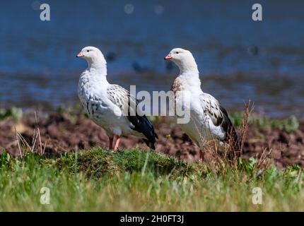 Ein Paar Andengänse (Oressochen melanopterus), die an einem Seeufer suchen. Cuzco, Peru, Südamerika. Stockfoto