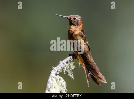 Ein leuchtender Sunbeam (Aglaeactis cupripennis) Kolibri, der auf einem Ast thront. Cuzco, Peru, Südamerika. Stockfoto