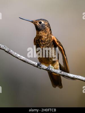 Ein leuchtender Sunbeam (Aglaeactis cupripennis) Kolibri, der auf einem Ast thront. Cuzco, Peru, Südamerika. Stockfoto