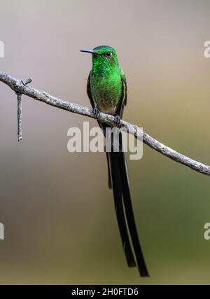 Ein männlicher Schwarzschwanz-Zugträger (Lesbia victoriae) mit seiner signiturenlangen Schwanzfeder. Cuzco, Peru, Südamerika. Stockfoto