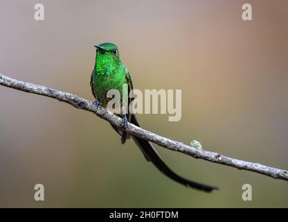 Ein männlicher Schwarzschwanz-Zugträger (Lesbia victoriae) mit seiner signiturenlangen Schwanzfeder. Cuzco, Peru, Südamerika. Stockfoto