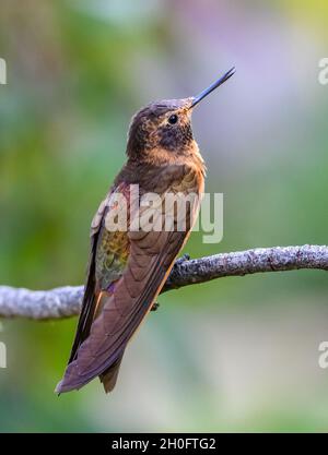 Ein leuchtender Sunbeam (Aglaeactis cupripennis) Kolibri, der auf einem Ast thront. Cuzco, Peru, Südamerika. Stockfoto