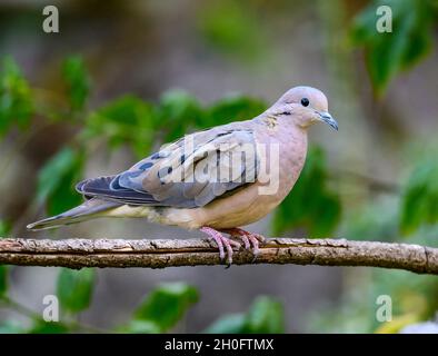 Eine Ohrtaube (Zenaida auriculata), die auf einem Ast thront. Cuzco, Peru, Südamerika. Stockfoto