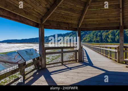 Boardwalk über die Mündung und das tidly überflutete Watt von Billy Frank Jr. Nisqually National Wildlife Refuge, Washington State, USA [kein Eigentum/Arti Stockfoto