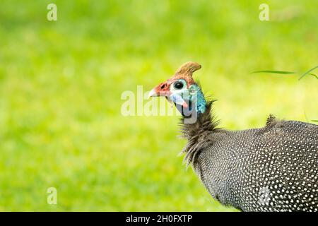 Profil von behelmtem Guineafowl (Numida meleagris) auf Gras Stockfoto