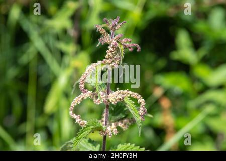 Nahaufnahme der Samen einer Brennnessel-Pflanze (urtica dioica) Stockfoto