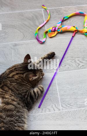 Ein lustiges Bild als verspielte Katze stielt ein Spielzeug auf dem Boden daneben, wodurch eine einzigartige diagonale Komposition entsteht, aufgenommen von oben. Stockfoto