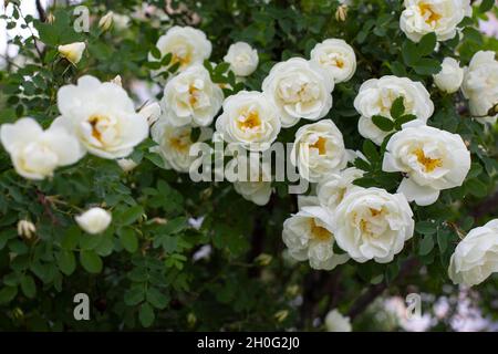 Hagebuttenblüte mit weißen Blüten. Viele offene Blüten der wilden Rose, saisonaler natürlicher floraler Hintergrund Stockfoto