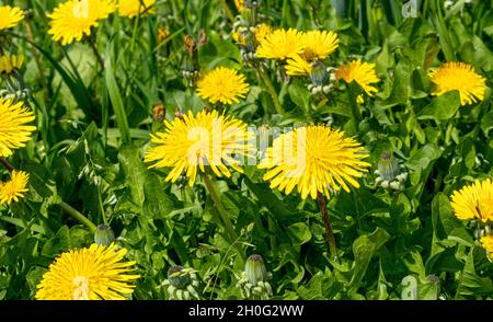 Nahaufnahme auf dem Dandelion auf der Wiese am hellen Tag Stockfoto