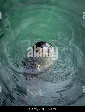 Junge Kegelrobbe schwimmt in einem grünen Wasser. Stockfoto