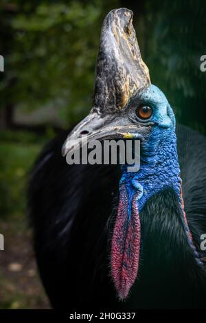 Porträt eines südlichen Kasuarienvogels, eines exotischen, flugunfreien Vogels. Stockfoto