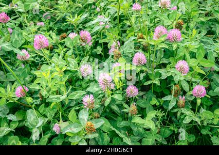 Violette Blüten von rotem Kleeblatt (Trifolium pratense) auf einem Feld Stockfoto