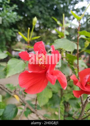 Nahaufnahme einer roten chinesischen Hibiskusblüte in der Natur. Stockfoto