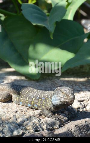 Teneriffa oder Westkanaren Eidechse (Gallotia galloti) auf Lavafelsen, die von grünen Blättern beschattet sind, um Beute zu beobachten Stockfoto