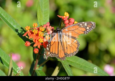 Ein Monarch Butterfly (Danaus plexippus) mit zarten Terrakotta-orangefarbenen Flügeln, die sich auf winzigen Blumen vor grünem Hintergrund ausbreiten Stockfoto