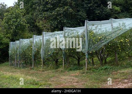 Ein intensiver biologischer Anbau von Äpfeln, die mit einem Anti-Hagelschutznetz bedeckt sind Stockfoto