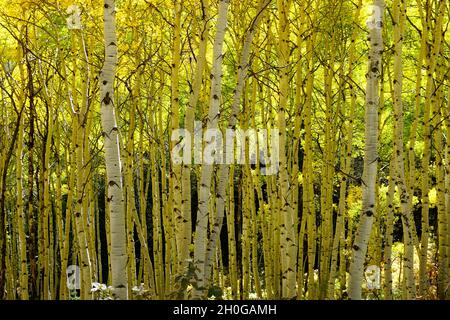 Herbstfarbe in Colorado mit gelben Espenblättern und weißer Rinde Stockfoto