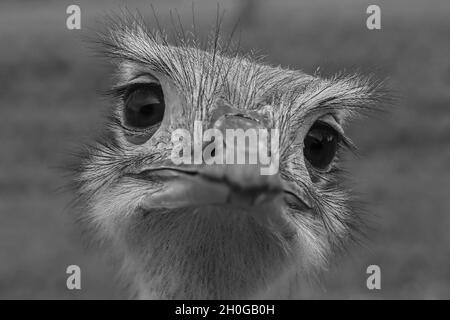 Nahaufnahme eines Gesichts eines süßen Straußes i Stockfoto