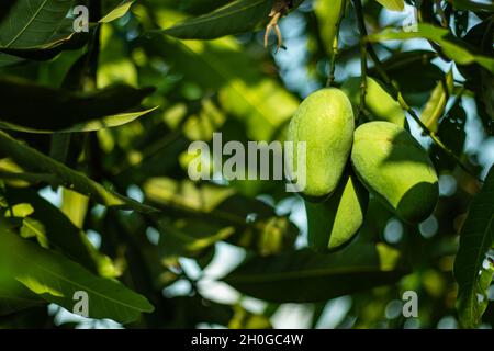 Grüne rohe Mango ist eine saisonale Frucht, die sehr sauer zu essen ist und reich an vielen Arten von Vitaminen Stockfoto