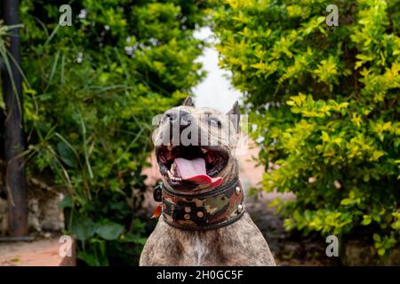 Schöner Hund sitzt in der Mitte von einigen Büschen lächelnd. Zartes lächelndes Pitbull, das seine Zunge hervorsticht. Bester Freund des Mannes. Stockfoto