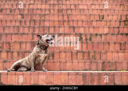 Weibliche Pitbull sitzt und keucht auf orangefarbenen Treppen. Hund ragt aus ihrer Zunge. Schönes brinflfarbenes Haustier. Stockfoto