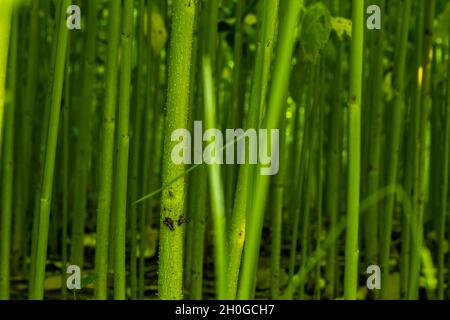 Jute wird aus der Rinde der weißen Jutepflanze gewonnen und Jutestäbe werden in den ländlichen Gebieten von Jute als Betankungs- und Fechtmaterial verwendet Stockfoto