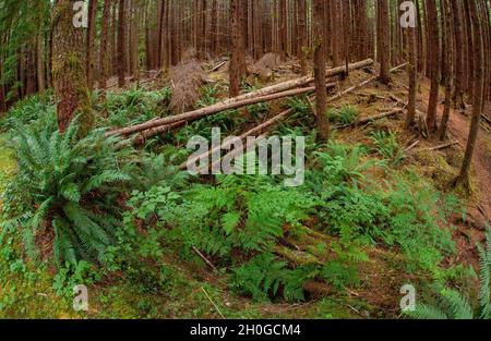 Alice Lake Loop Trail zum Eternal Falls Fountain Stockfoto