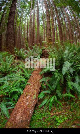 Alice Lake Loop Trail zum Eternal Falls Fountain Stockfoto