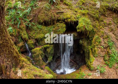 Alice Lake Loop Trail zum Eternal Falls Fountain Stockfoto