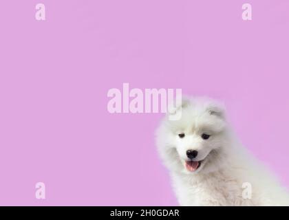 Porträt eines Samoyed Welpen auf einem rosa Hintergrund. Stockfoto