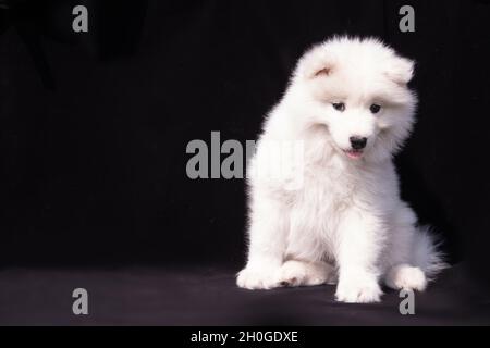 Porträt eines schüchternen Samoyed-Welpen auf schwarzem Hintergrund. Stockfoto
