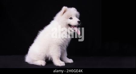Banner mit einem Porträt eines fröhlichen weißen Samoyed Welpen auf schwarzem Hintergrund. Stockfoto