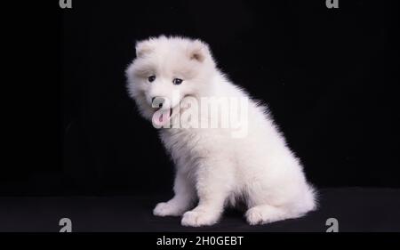 Banner mit einem schüchternen weißen Samoyed Welpen auf schwarzem Hintergrund. Stockfoto