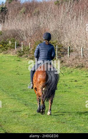 Junge Frau, die allein auf dem Land auf einem Pony oder Pferd reitet, auf einem kleinen Pony über ein Feld hackt. Glücklicher Hacker-Reiter Jockey. Montiertes Pony Stockfoto