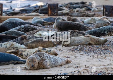 Große Anzahl von Robben oder Kegelrobben an einem Strand in norfolk uk während der Herbstzuchtsaison. nordnorfolk Robbenkolonie am Meeresufer Herbst. Stockfoto