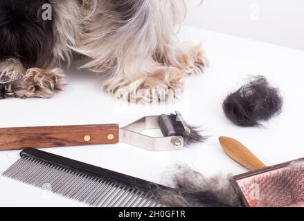 Nahaufnahme von Pflegewerkzeugen und Beinen von Miniatur-Schnauzer im Hintergrund Stockfoto