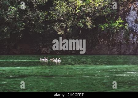 Enten auf einem See in der Matka-Schlucht in der Nähe von Skopje, Republik Nordmakedonien im Sommer Stockfoto