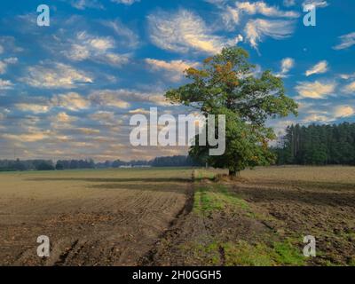 Ein großer, hübscher Baum, eine Eiche auf einer weiten Ebene, die von Wiesen und Ackerfeldern bedeckt ist. Man kann den Wald in der Ferne sehen. Stockfoto