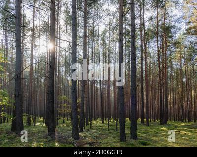 Hoher Pinienwald. Es ist ein Herbstmorgen. Zwischen den Bäumen liegt ein Nebel, der von den Strahlen der aufgehenden Sonne beleuchtet wird. Stockfoto