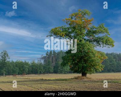 Ein großer, hübscher Baum, eine Eiche auf einer weiten Ebene, die von Wiesen und Ackerfeldern bedeckt ist. Man kann den Wald in der Ferne sehen. Stockfoto