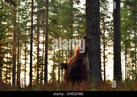 Bär kratzt sich am Rücken an einem Baum Stockfoto