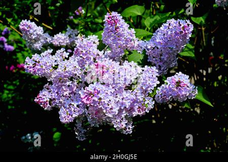 Schöne Zweige von Frühlingsflieder mit grünen Blättern Stockfoto
