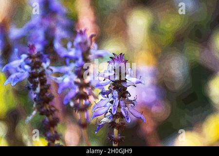 Plectranthus ornatus blüht auf einem natürlichen Hintergrund Stockfoto