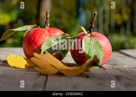 Rote Äpfel mit Blättern auf einem Holztisch Stockfoto