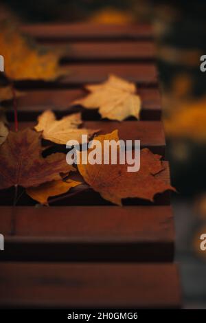Herbstgelb trockene Ahornblätter liegen auf einer Holzbank in einem Park im Wald Stockfoto