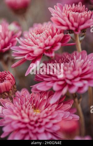 Schöne Chrysantheme aus der Nähe. Blumenhintergrund, Gartenblumen. Vertikale Blumen Kunst Hintergrund. Stockfoto